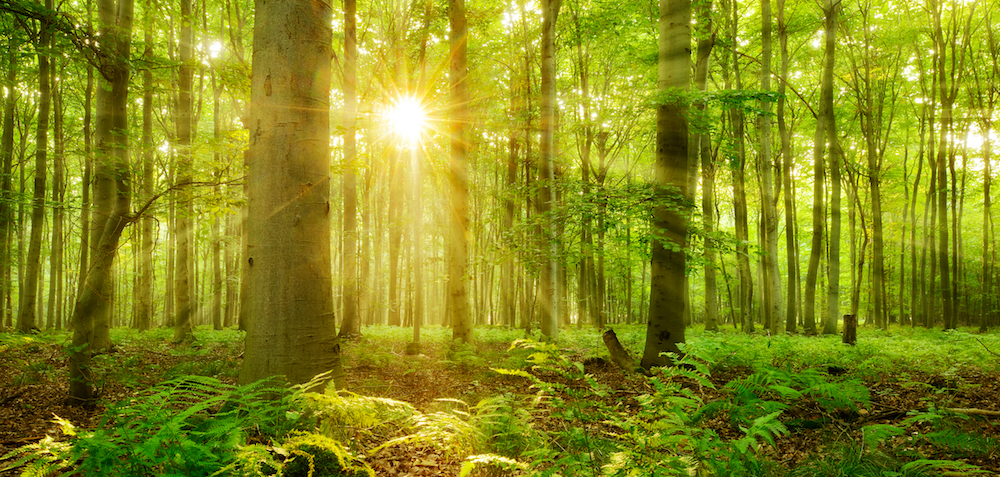 Sunbeams, forest, ferns