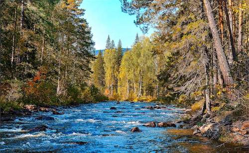 Forest, river